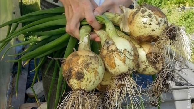 ЛАНДШАФТНЫЙ ДИЗАЙН НА ДАЧЕ смотреть онлайн