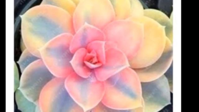 اشفيريا لاوي Echeveria laui смотреть онлайн