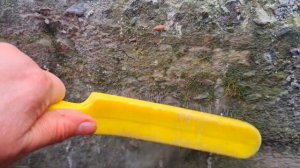 Очищаю старый бордюр от плесени и мха. Теперь как новый!