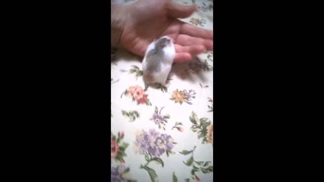 ручной хомяк роборовского смотреть онлайн