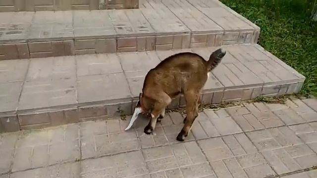 Нубийская коза. смотреть онлайн