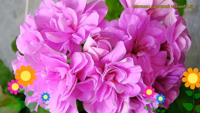 Пеларгония амурская, плющелистная Тоскана кьюрин. Обзор pelargonium x hortorum Toscana quirin смотреть онлайн