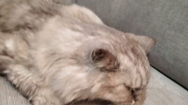 Мой любимый 19летний кот медленно умирает. Я плачу смотреть онлайн