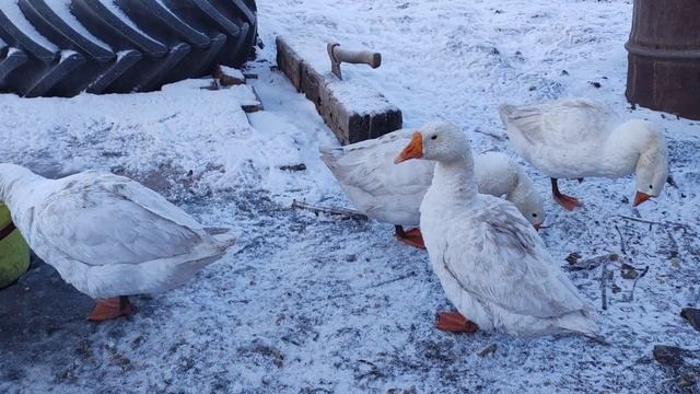 Кормление курочек, гусек, в зимний период.