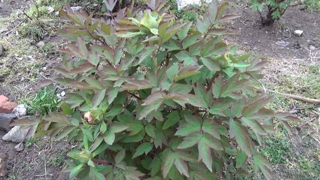 Peony Garden 4-15-2017 Tree Peonies Flowers смотреть онлайн