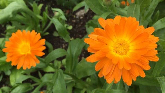 Orange Arctotis 'Hayley' African Daisy 'Archley' In Garden #gardening #arctotis #hayley #archley