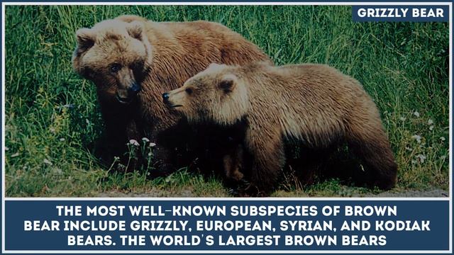Size of the Biggest Brown Bear Species: Grizzly, European and Kodiak Bears смотреть онлайн