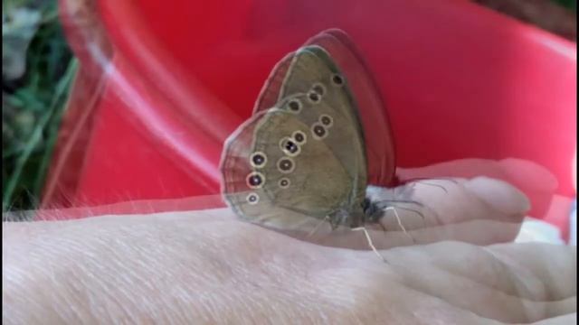 Бабочка сидит на ладони и не хочет улетать смотреть онлайн