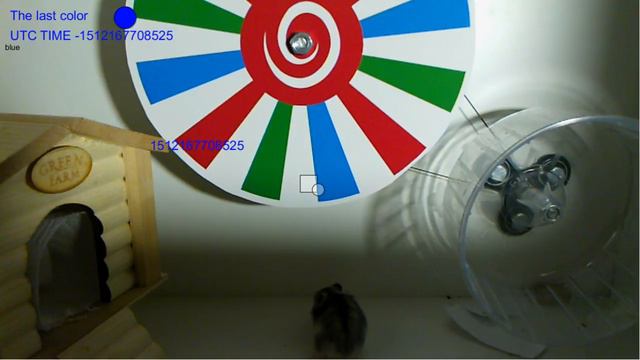 СТАВКИ биткоинами на джунгарского хомячка. Только для трейдеров. смотреть онлайн