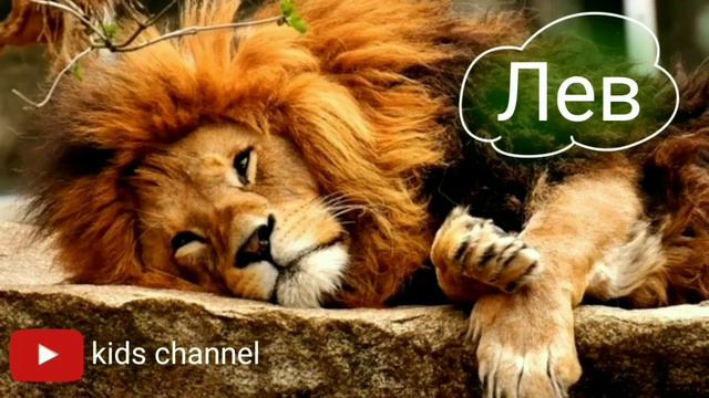Животные. Учим животных. Развивашки. Развивательные мультики. Развлекательный мультик смотреть онлайн