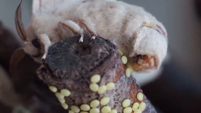 Бабочка тутового шелкопряда откладывает яйца смотреть онлайн