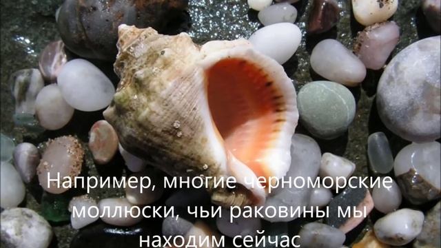 Экосистема Чёрного моря - презентация смотреть онлайн