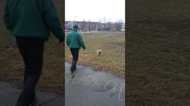 Как научить собаку команде АПОРТ. смотреть онлайн