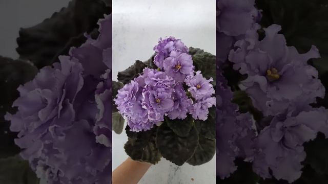 Фиалка НК-Лилон Лила смотреть онлайн