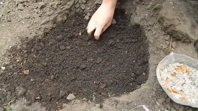 посадка тыквы семенами в открытый грунт || посадка тыквы семенами в открытый грунт видео смотреть онлайн