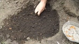 посадка тыквы семенами в открытый грунт || посадка тыквы семенами в открытый грунт видео
