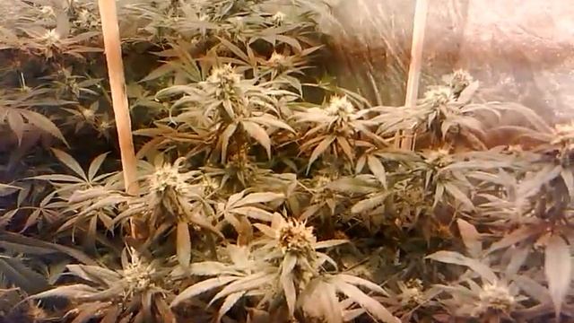 Just a quick pic on camera phone смотреть онлайн