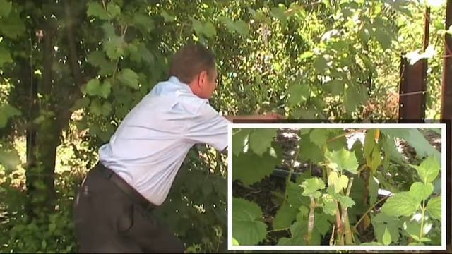 Результаты прививки винограда зеленым в зеленое методом в расщеп смотреть онлайн