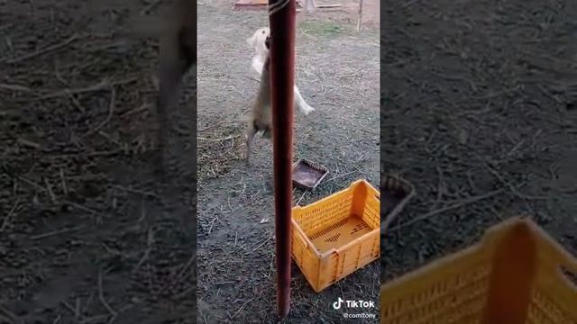 Весёлый бой СОБАКИ И КАБАНА/ПРИКОЛ ПРО ЖИВОТНЫХ. смотреть онлайн