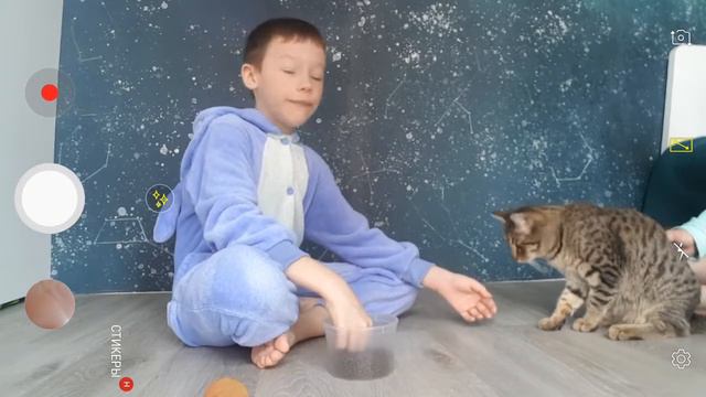 Как научить кота давать лапу смотреть онлайн