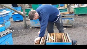 Спасаем ну очень слабую пчелиную семью весной.