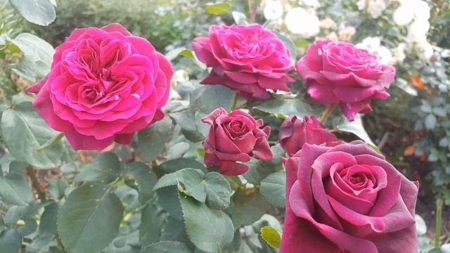 Роза Графиня Диана (Grafin Diana)