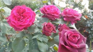 Роза Графиня Диана (Grafin Diana)