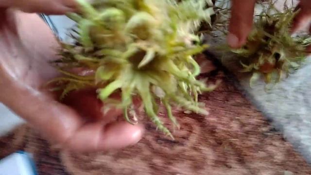 Фундук Трапезунд и Медвежий орех.0974205968. смотреть онлайн