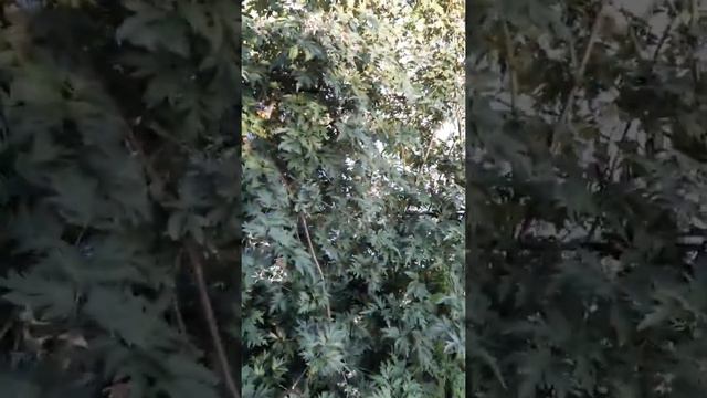 Ежевика подскажите что за сорт.... смотреть онлайн