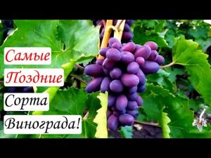 Самые поздние Сорта винограда
