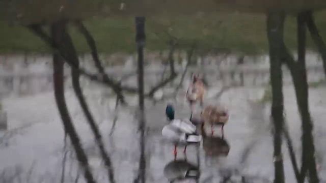 Утки ходят по воде смотреть онлайн