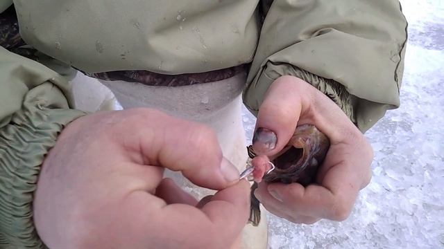 Ловля ротана в декабре. смотреть онлайн