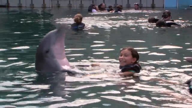 Bermuda Dolphin Experience - Norwegian Cruise Line смотреть онлайн