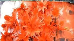 Быстрый способ покраски сухих растений.