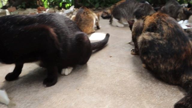 Raw feeding Cat, hungry Cat eating Raw fish, kitten eat fish || The Gohan Dog And Cats смотреть онлайн