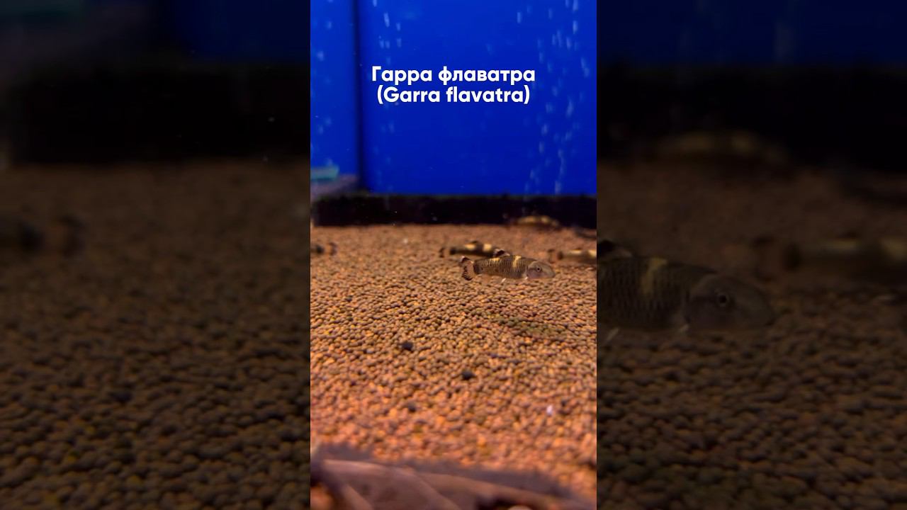 Гарра флаватра - радужная гарра. #exomenu #aquarium #аквариум #fish смотреть онлайн