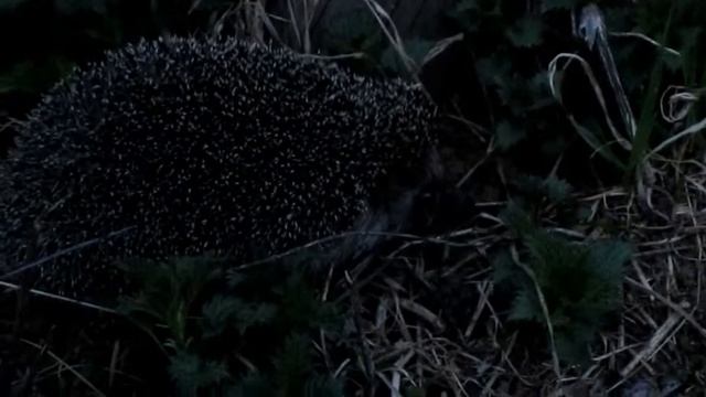 Ёжик у дома смотреть онлайн