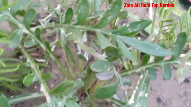 Kochia plant beauty 🌱 best summer plant kochia plant 🌱seeding and self sealing with results🌱🤔🌳 смотреть онлайн