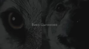 Вика Цыганова и ЧВК Вагнер.