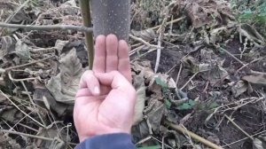 Высаживать ли павловнии на участке? Опыт выращивания павловнии