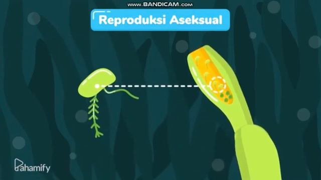 [Biology Education] Oomycota