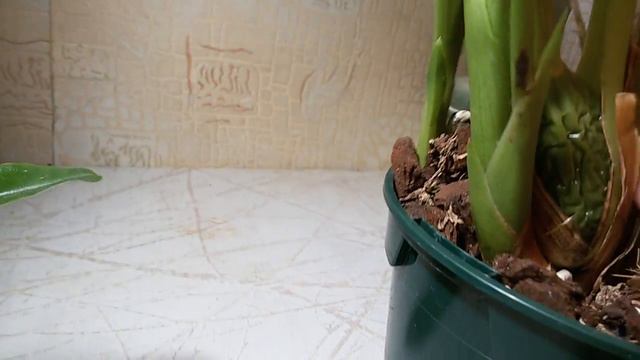 НОВЫЕ АЗИАТСКИЕ ОРХИДЕИ смотреть онлайн