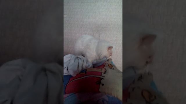 Кот Пушка топчет одеяло. Умора))) смотреть онлайн