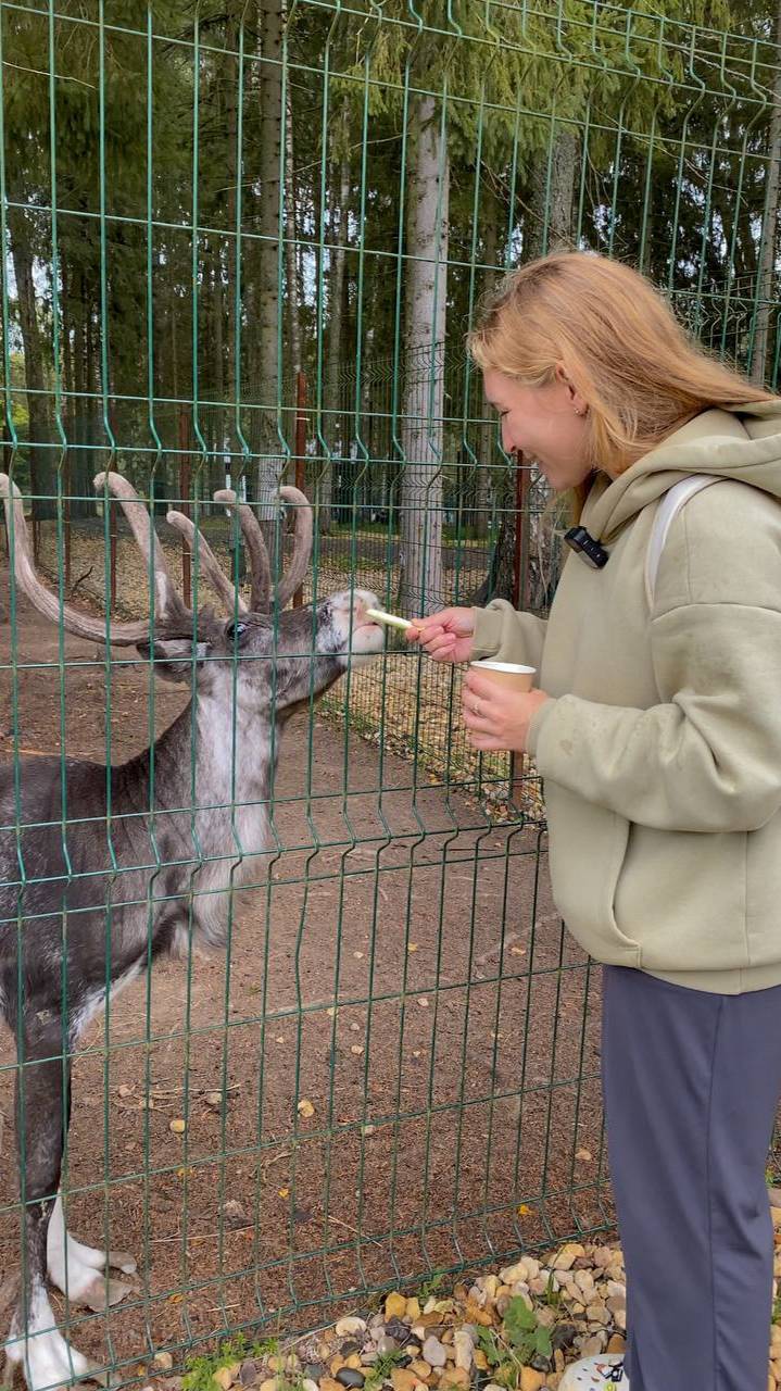 Сафари в Подмосковье. #Путешествия #Туризм #Отдых #ПутешествияПоРоссии #ПутешествияПоМиру смотреть онлайн