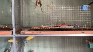 Содержание ожереловых попугаев зимой (в -10)