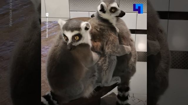 В Иркутской зоогалерее лемуры подружились с котом смотреть онлайн