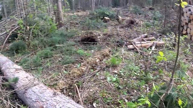 Жизнь в тайге.Лесная изба.Готовим папоротник. смотреть онлайн