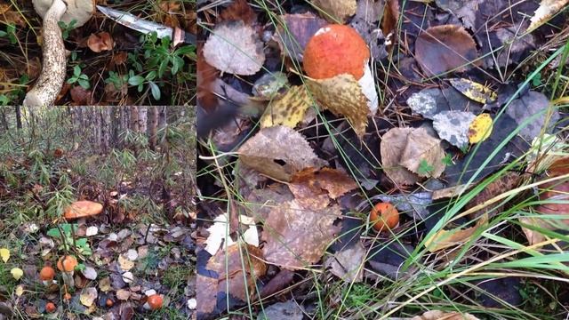 Грибы подосиновики смотреть онлайн