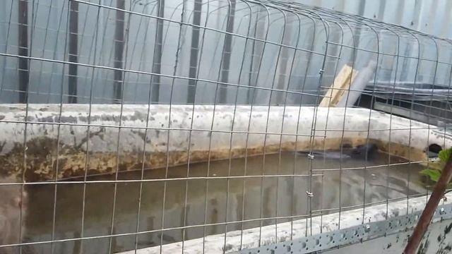 Нутрии купаются смотреть онлайн