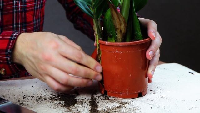 ?ЗАМИОКУЛЬКАС?Пересадка и уход. Что делать после покупки? Долларовое дерево смотреть онлайн